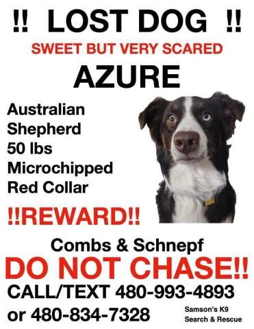 Lost Dog in San Tan Valley — listing photo
