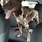 Found Dog in Kansas City, Missouri — listing photo