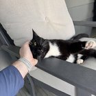 lost cat in Baltimore, Maryland