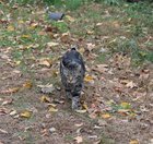 Pet alert in Minneapolis, Minnesota — Cats on the Greenway?