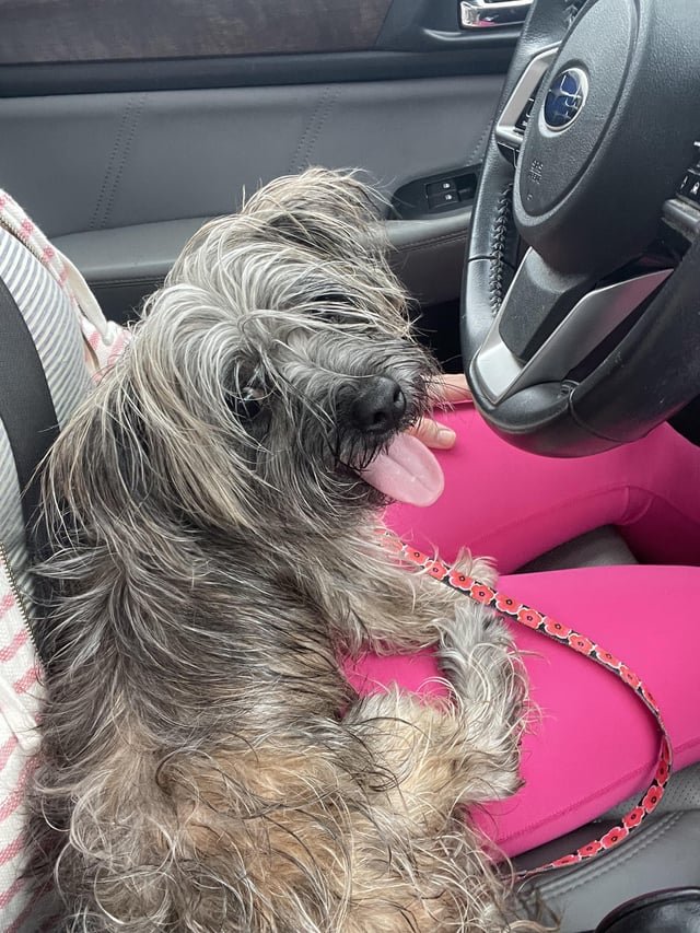 found dog in Atlanta, Georgia
