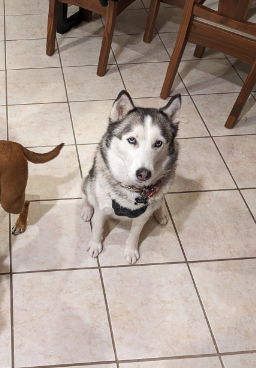 Lost Dog in El Paso, Texas — listing photo