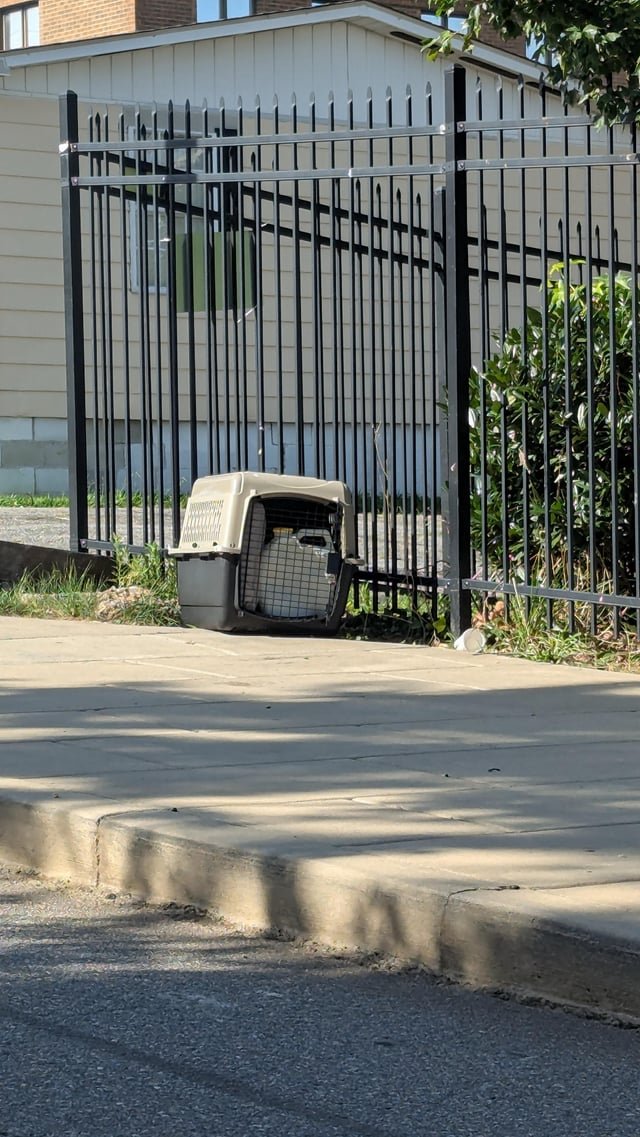 Found Cat in Asheville, North Carolina — Cat crate found on North Ann st
