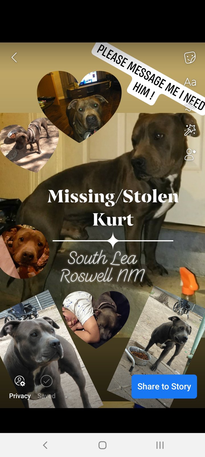 Lost Dog in Roswell, Georgia — listing photo