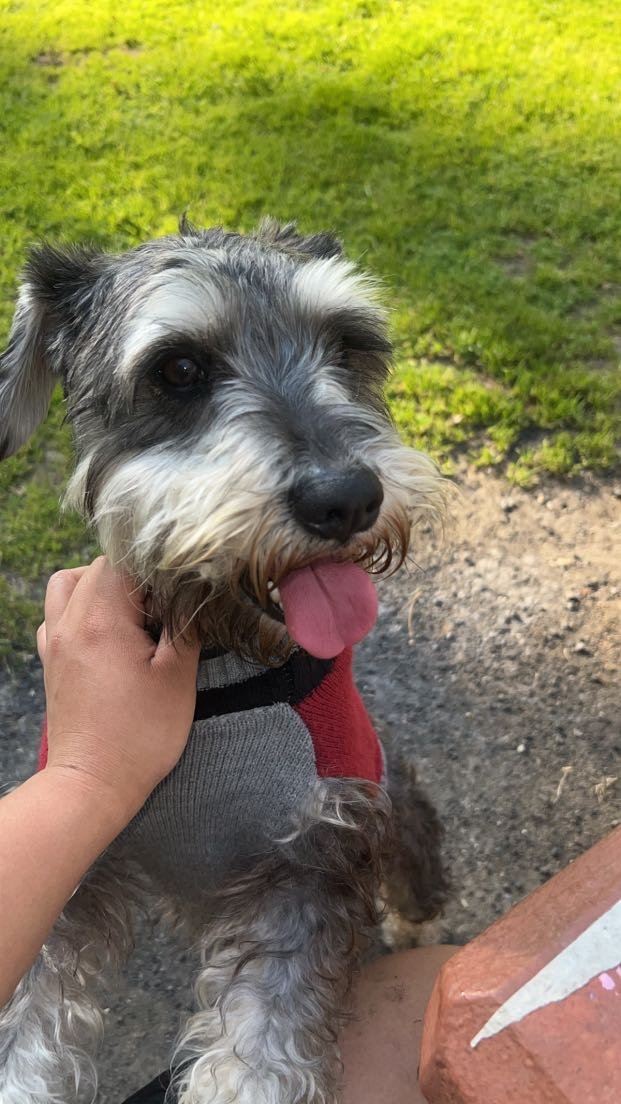Lost Dog in Los Angeles, California — listing photo