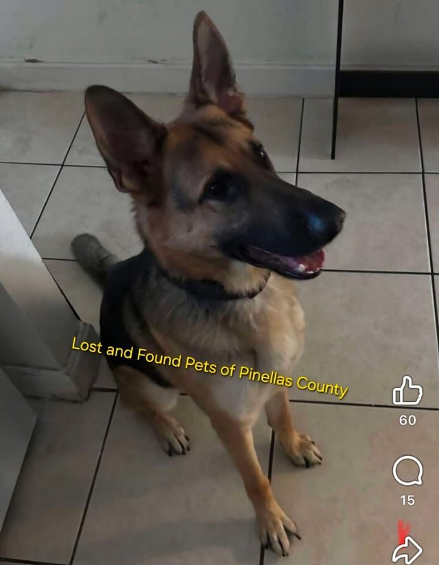 Lost Pet in Tampa, Florida — listing photo