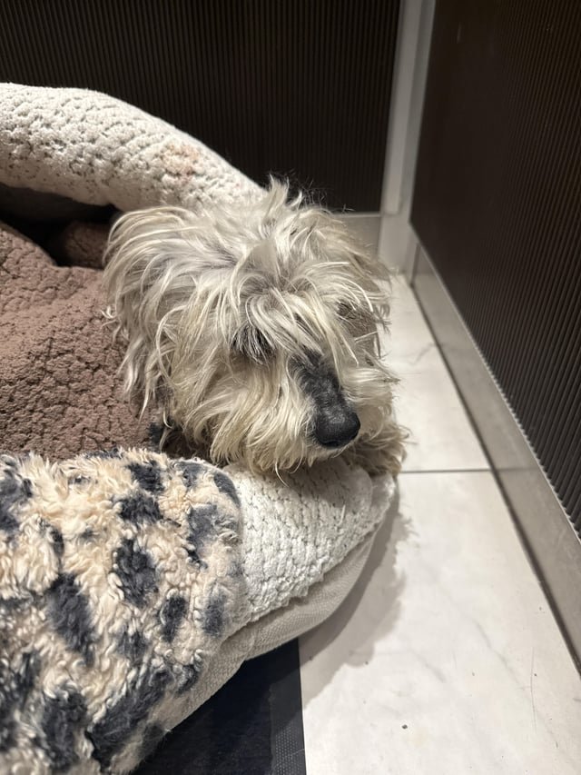 Found Dog in Indianapolis, Indiana — listing photo