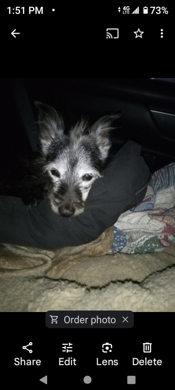 lost dog in Lake City