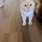 Found Pet in Portland, Oregon — Is this your cat? Found in Cully.