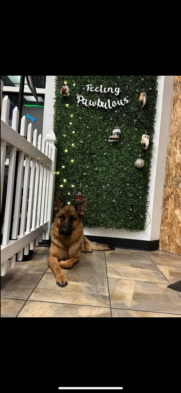 Lost Dog in Mesa, Arizona — listing photo