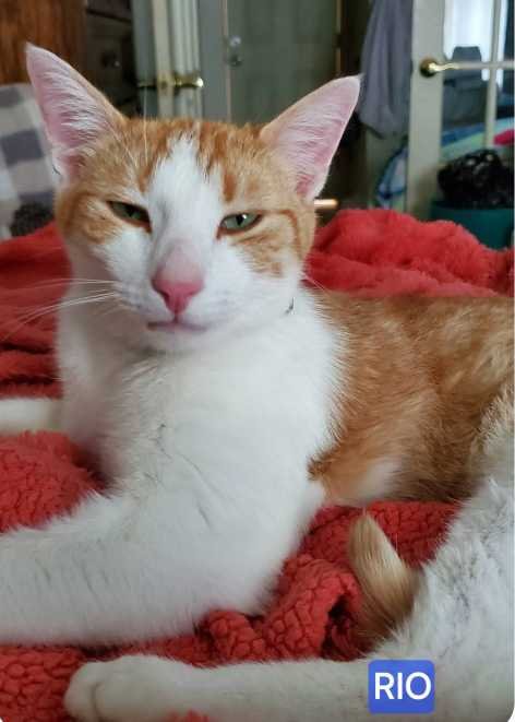 Lost Cat in Scottsburg — listing photo