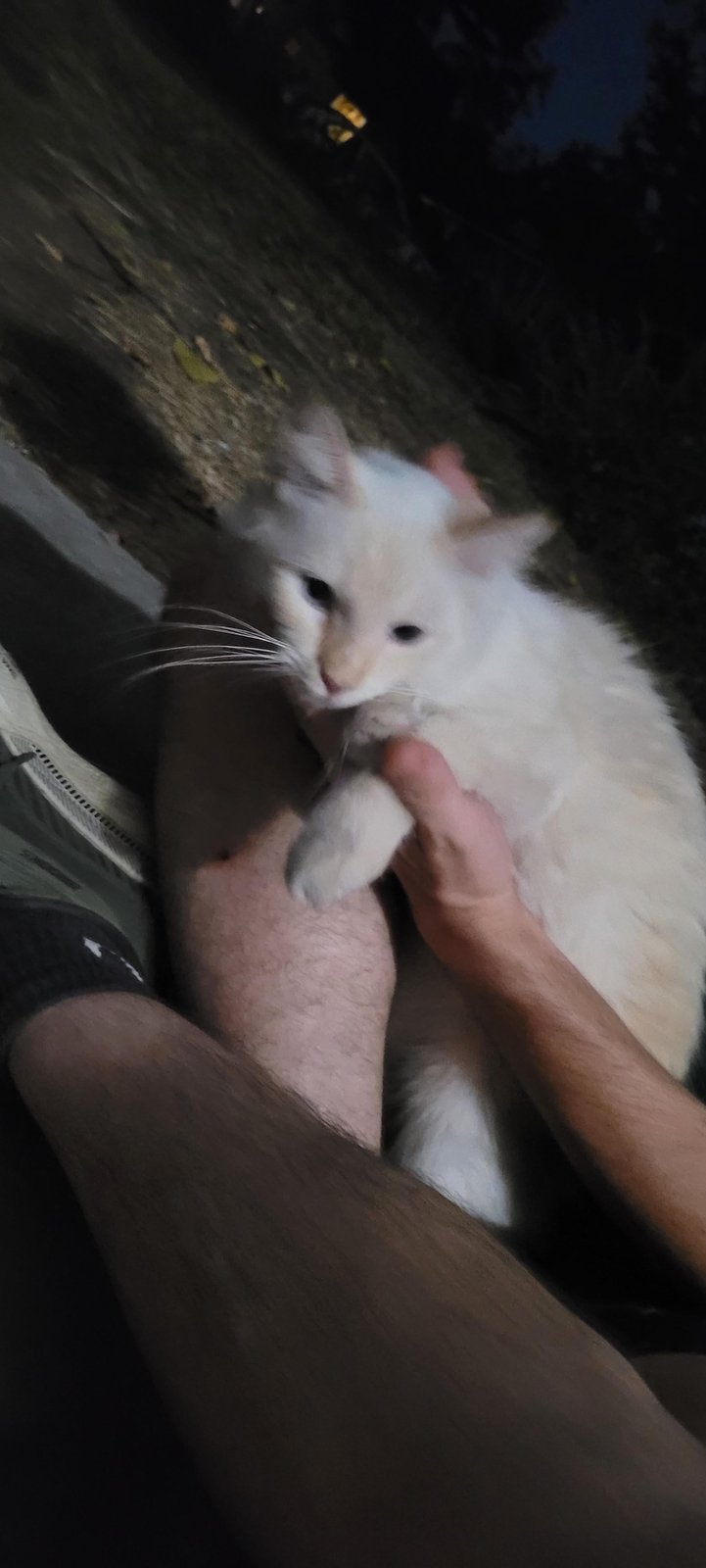 Found Pet in Fresno, California — listing photo