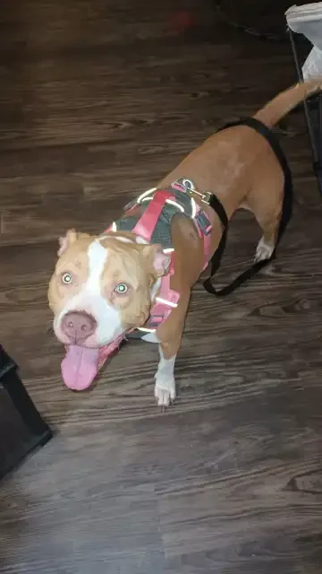 Lost Dog in Orlando, Florida — listing photo