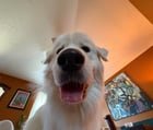Found Dog in Nashville, Tennessee — Places for dogs to swim