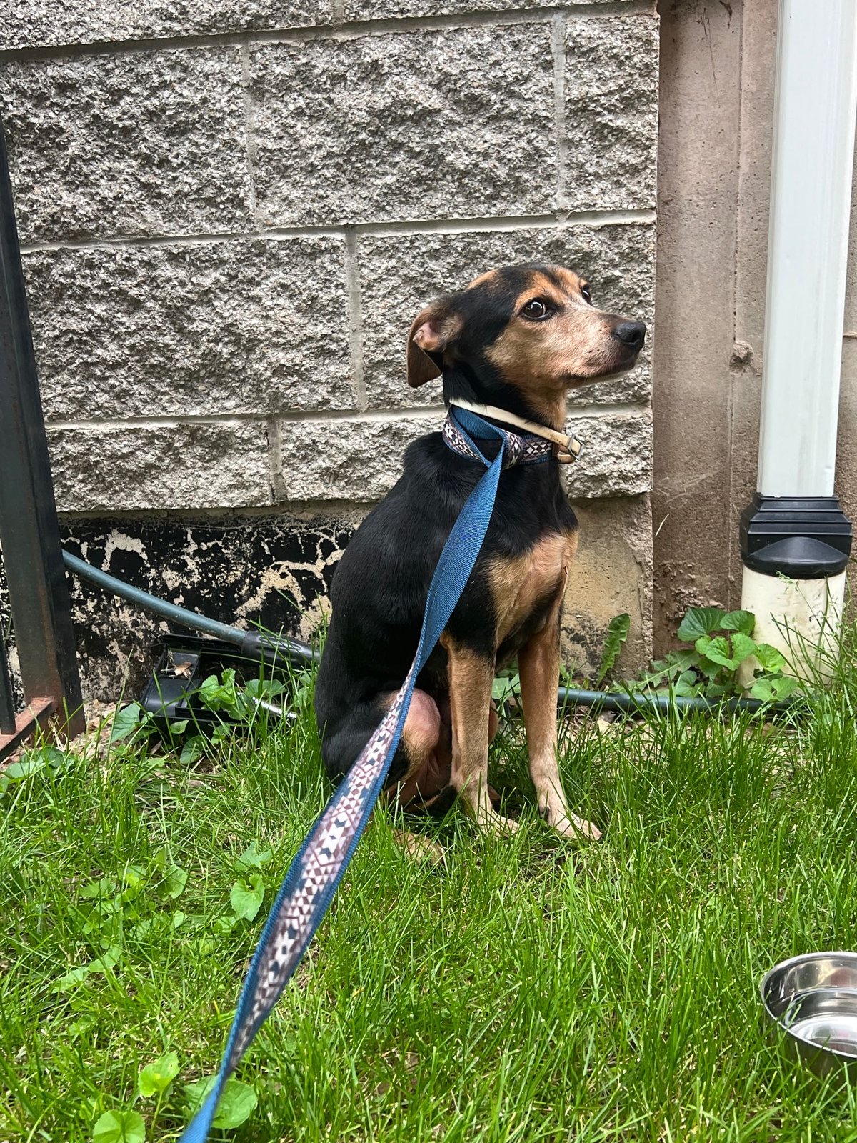 Found Dog in St. Louis, Missouri — listing photo