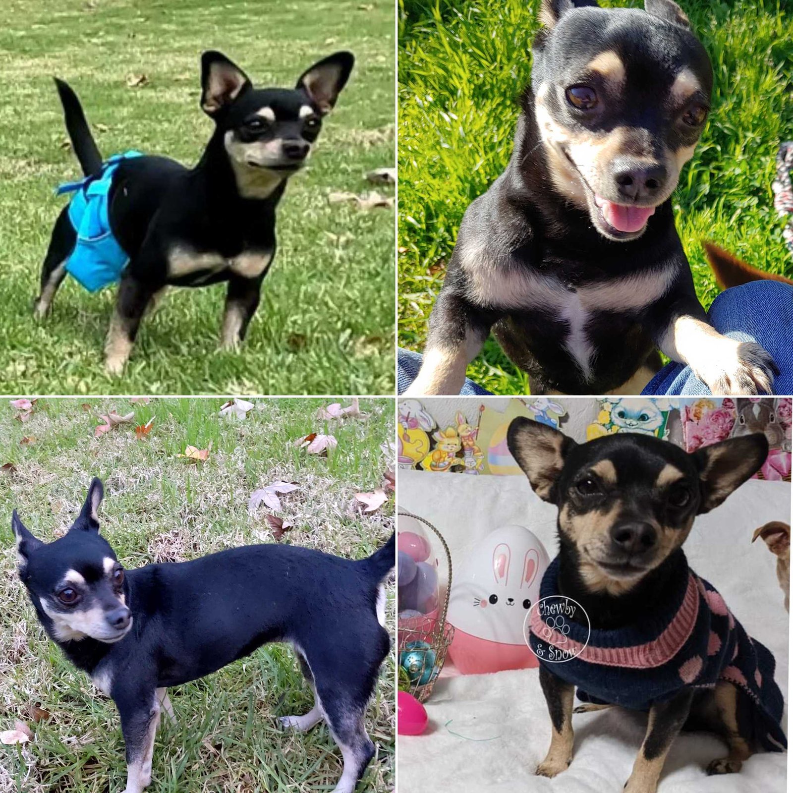 Lost Dog in Riverside, California — listing photo