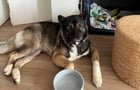 Found Dog in Columbus, Ohio — This Akita needs a stable home ASAP (see details)