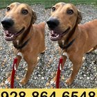 lost dog in Anchorage, Alaska