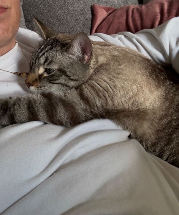 Lost Cat in Middleburg Heights — listing photo