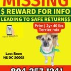 lost dog in Washington, District of Columbia