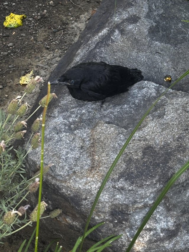 Found Dog in Cupertino, California — I found a baby crow this morning and now I’m starting a community group because of it