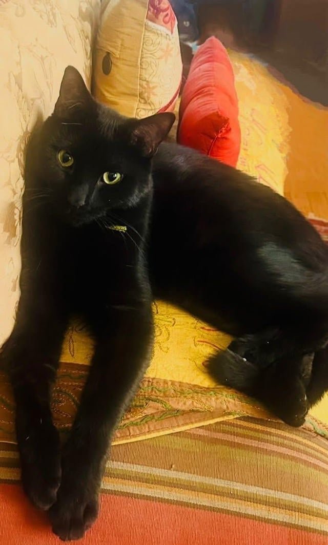 lost cat in Beverly, Massachusetts