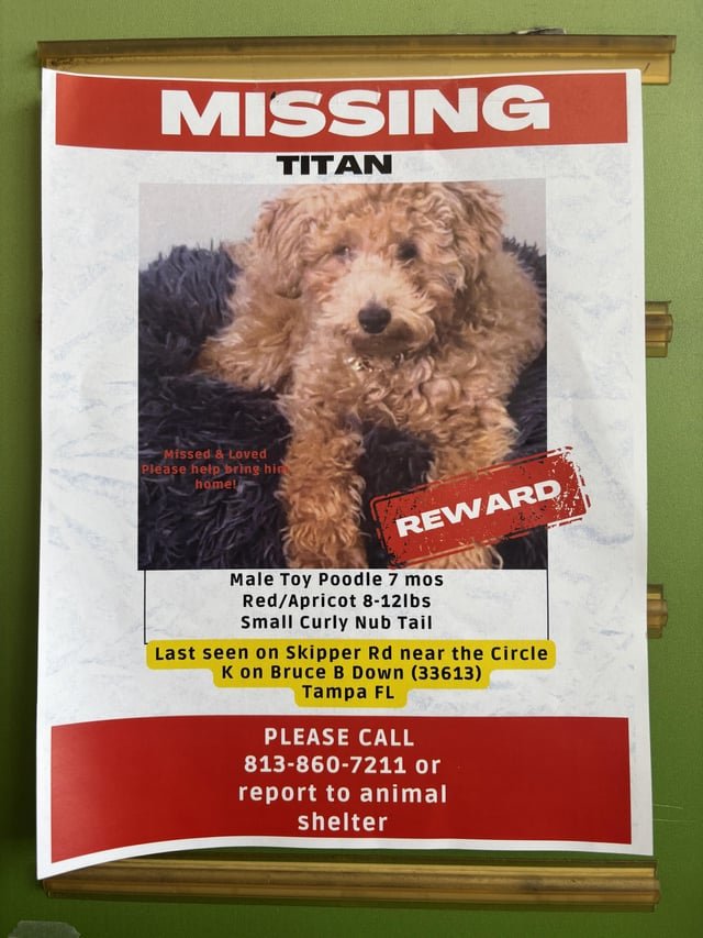 lost pet in Tampa, Florida