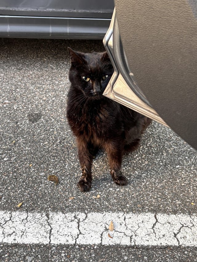 Lost Cat in K — Where do I bring a sick stray cat?