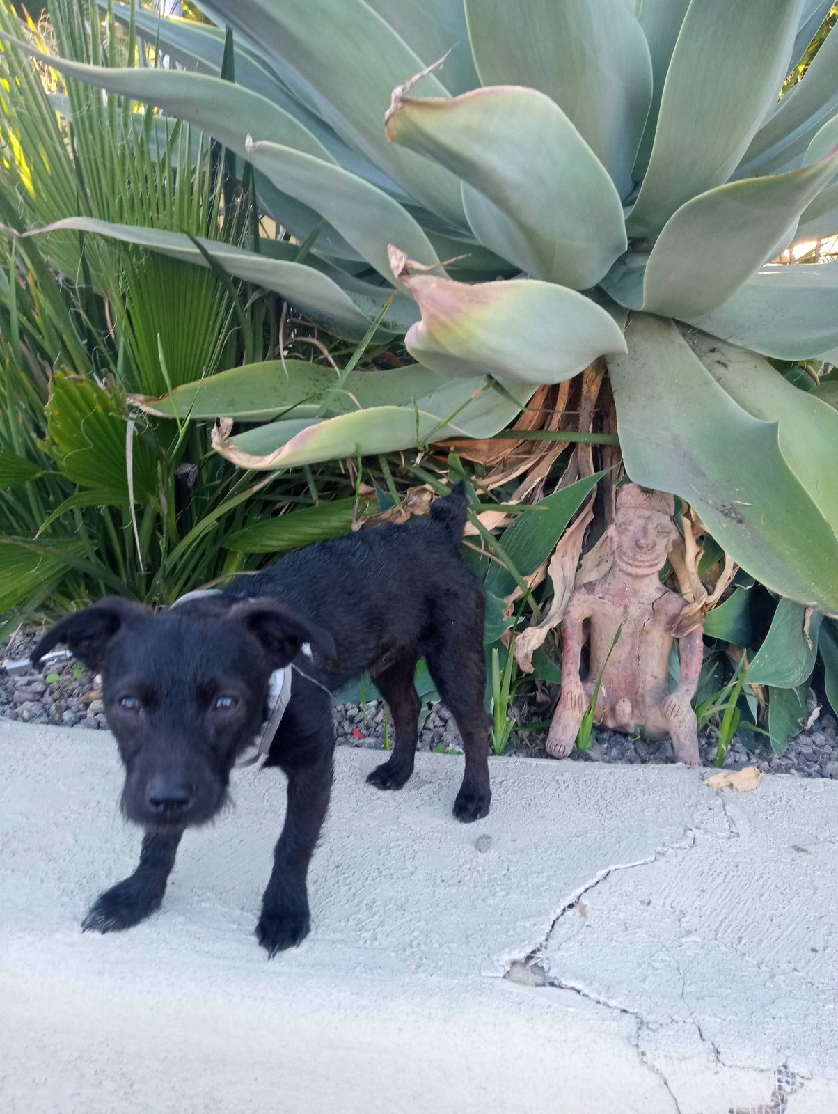 Lost Dog in San Diego, California — listing photo
