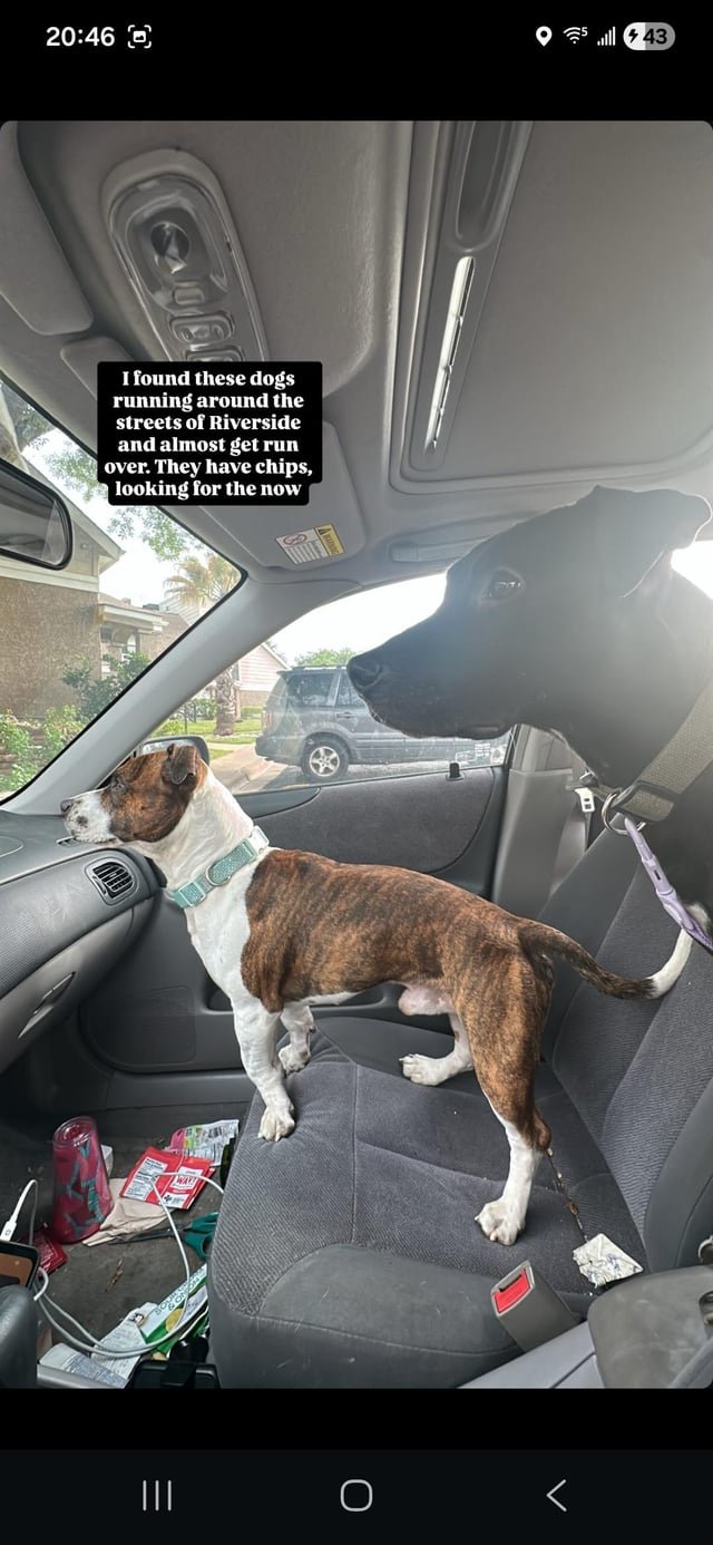 lost dog in Austin, Texas