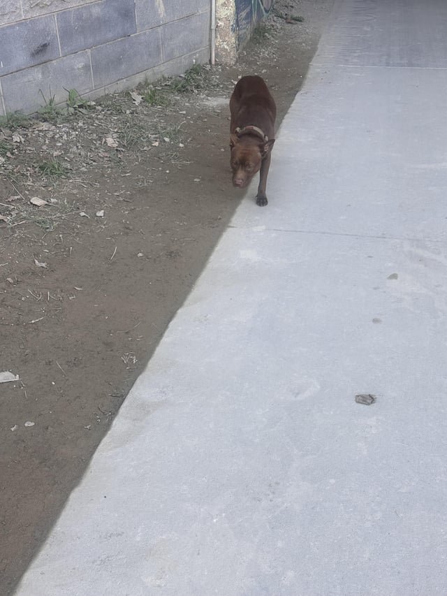 found dog in Atlanta, Georgia