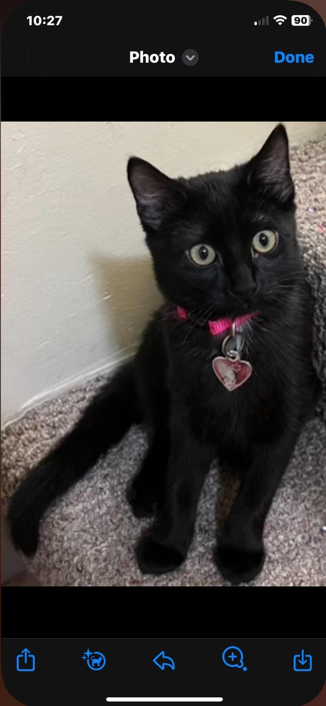 Lost Cat in Richmond, Virginia — listing photo