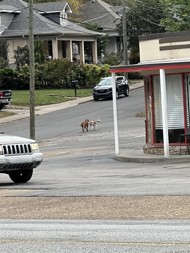 Lost Dog in Nashville, Tennessee — Two dogs running on the busy street in East Nash