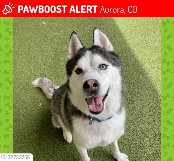 Lost Dog in Denver, Colorado — listing photo