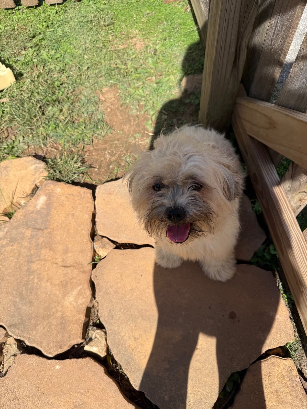 Found Dog in Knoxville, Tennessee — listing photo