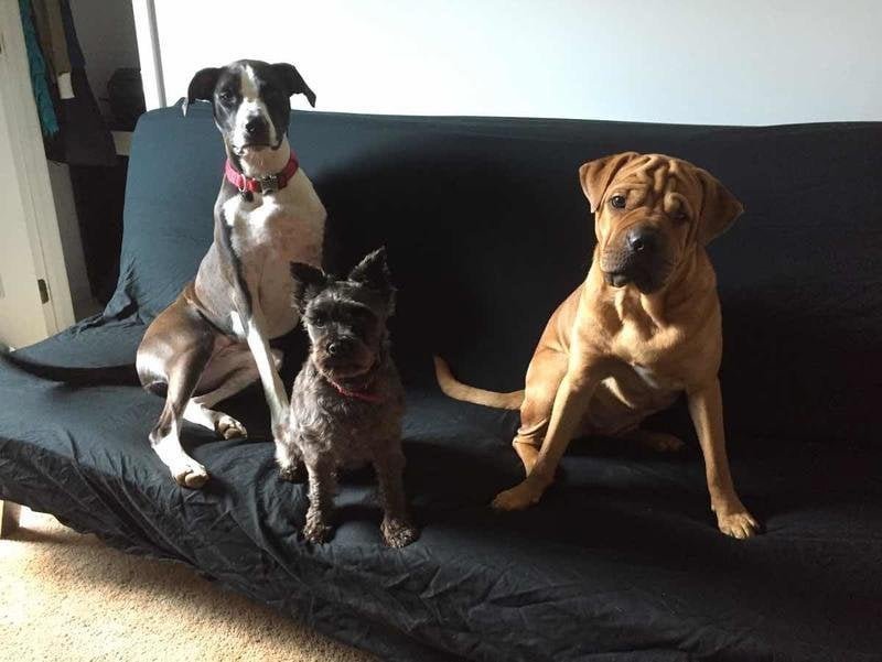 Pet alert in Charlotte, North Carolina — Large Dog Placement - Please Help!!