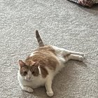 Lost Cat in Columbus, Georgia — listing photo