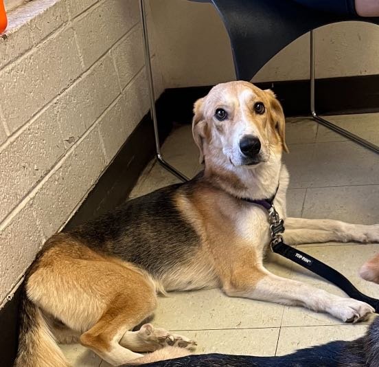 Lost Dog in Phoenix, Arizona — listing photo