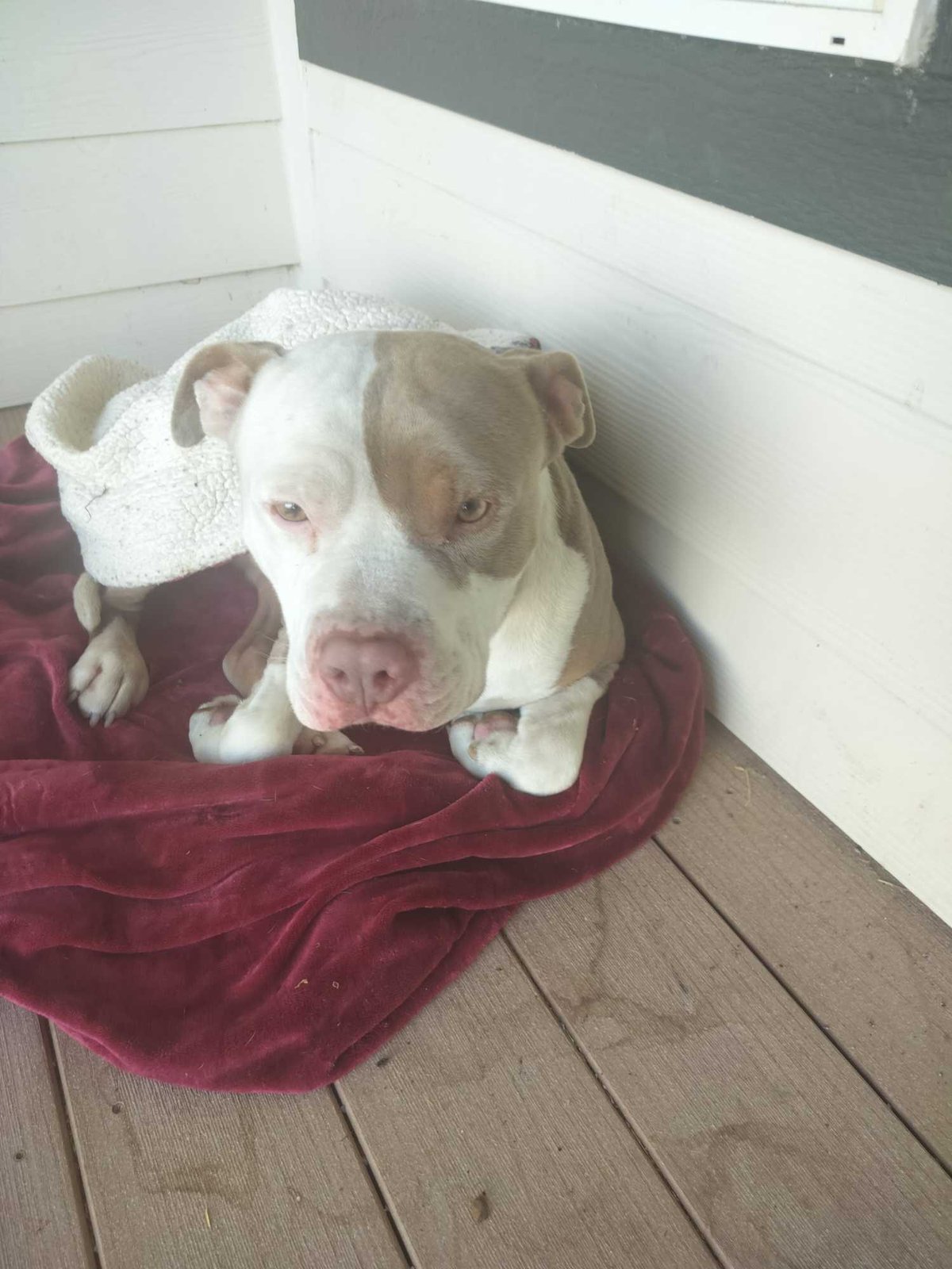 Found Dog in Moses Lake — listing photo