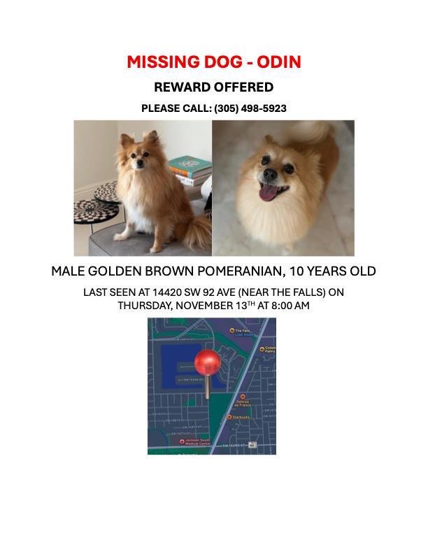 Lost Dog in Miami, Florida — listing photo
