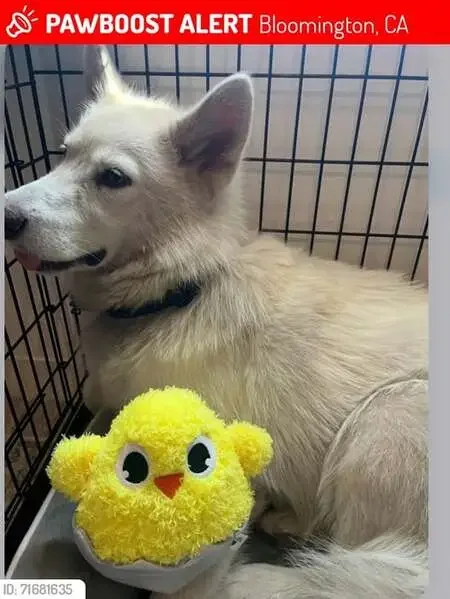 found dog in Fresno, California