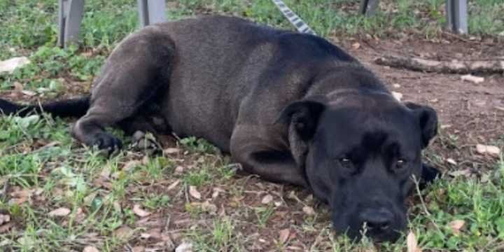 Lost Dog in Austin, Texas — listing photo