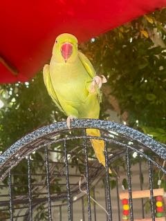 Lost Pet in Los Angeles, California — listing photo