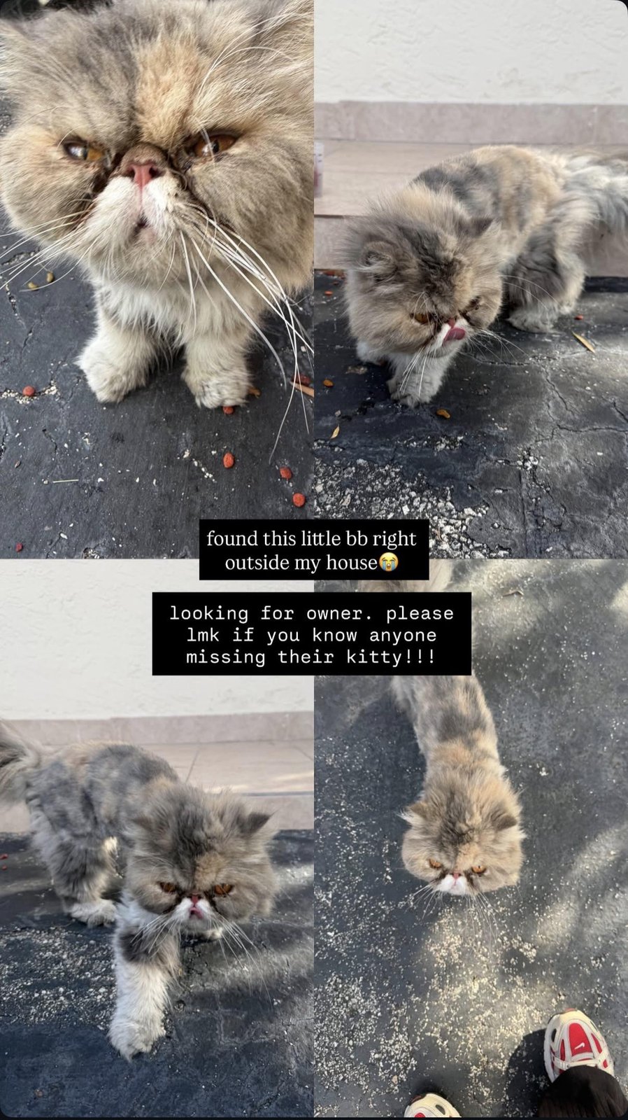 Lost Cat in Miami, Florida — listing photo