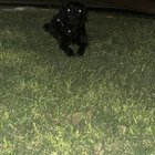 Found Dog in Oklahoma City, Oklahoma — listing photo