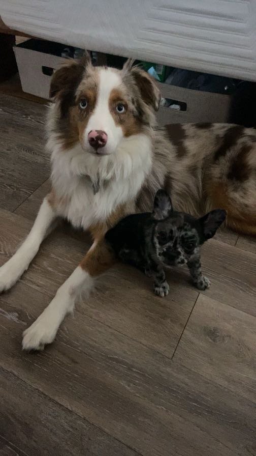 Lost Dog in Stephenville — listing photo