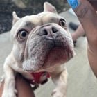 found dog in Columbus, Ohio