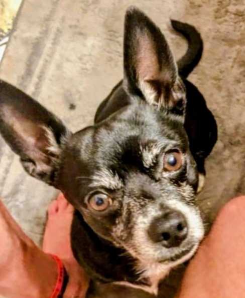 lost dog in Oklahoma City, Oklahoma