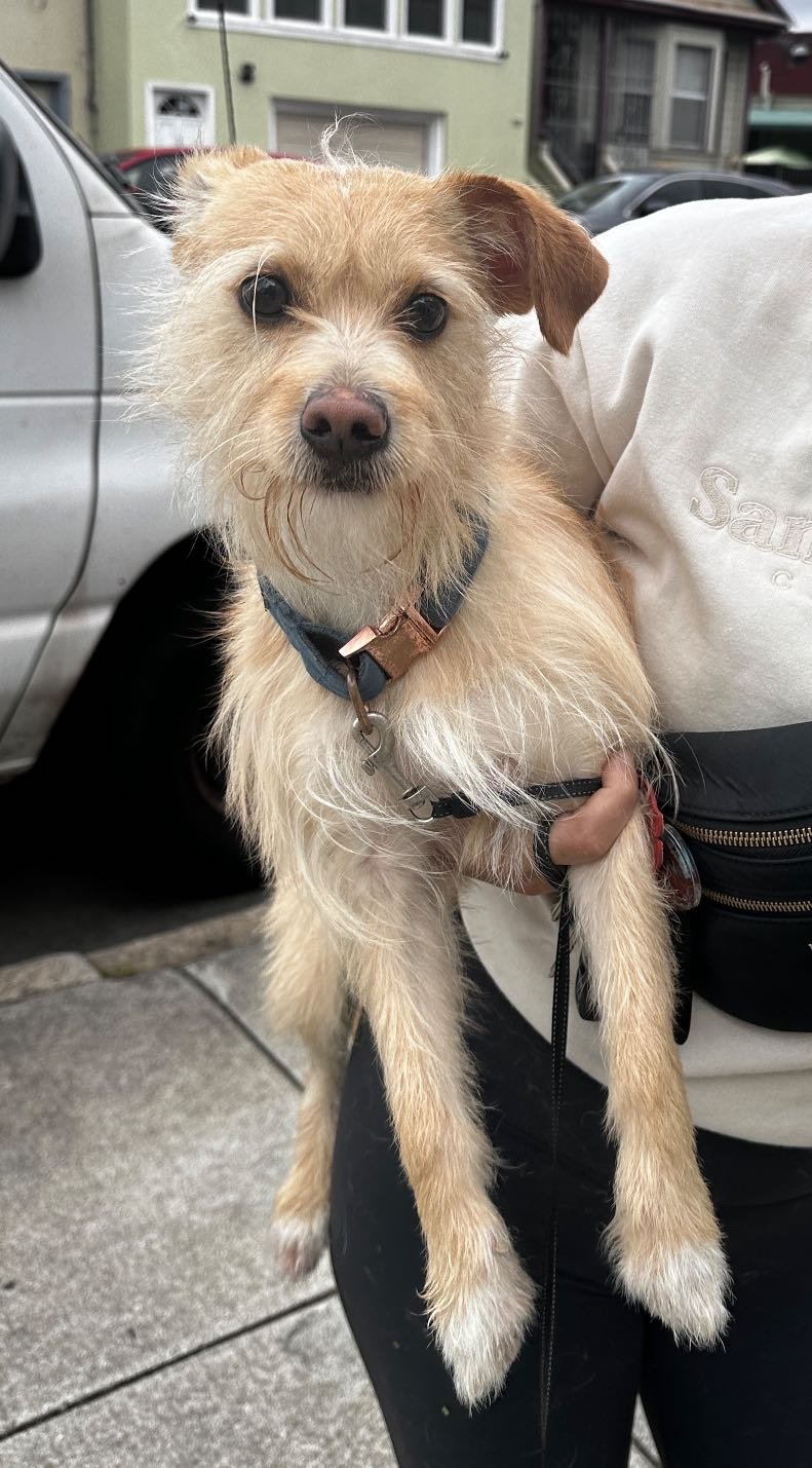 Found Dog in San Francisco, California — listing photo