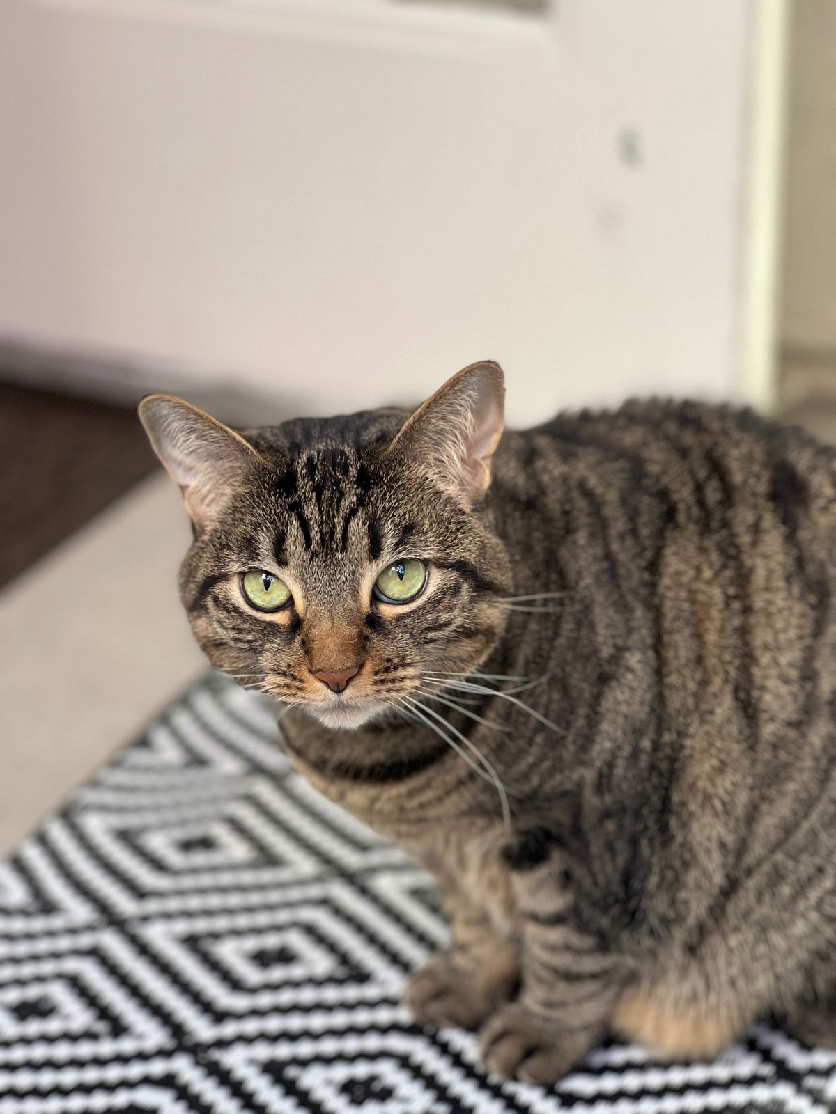 Lost Cat in Pasadena, California — listing photo